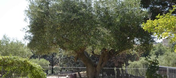 10 rooms House in San Marcello, Italy No. 261348 12