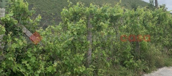 8600m² Land in Camigliano, Italy No. 91044 4