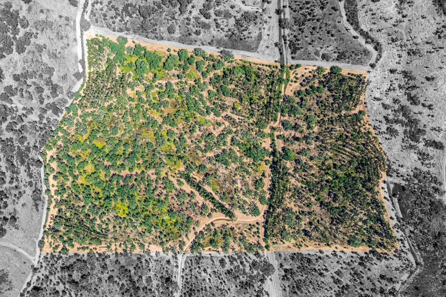 Terrain à Tomar, Portugal No. 223640