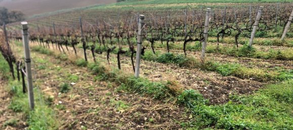 44000m² Land in Rimini, Italy No. 167515 8