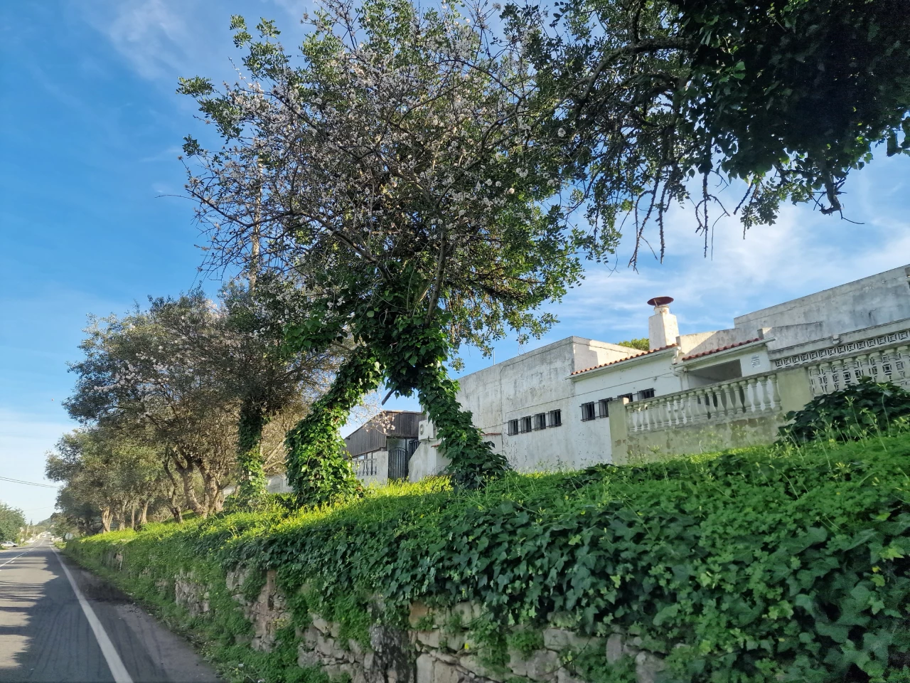 Terreno en Sao Bras de Alportel, Portugal No. 51108