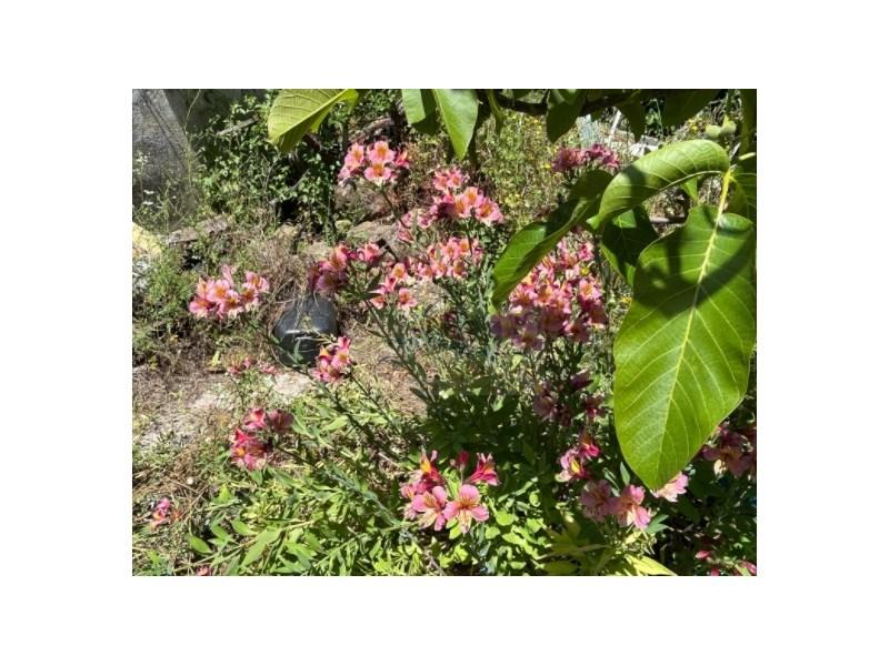 Casa T1 em Torres Vedras, Portugal N.º 59794