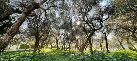 1000m² Land in Massarosa, Italy No. 174430 12