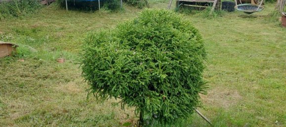  Land in Saarpfalz, Germany No. 258189 6