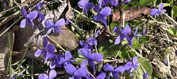 4 غرف نوم تاون هاوس في Enzkreis, Germany رقم 87164 28