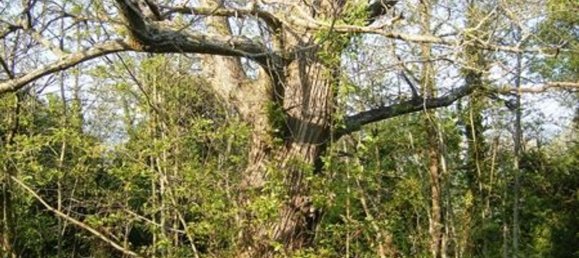 Дом с 8 комнатами в Орвието, Италия № 47379 5