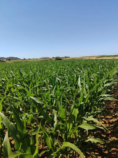 38830m² Land in Huesca, Spain No. 268387