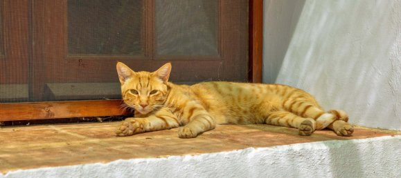 7 غرف نوم منزل في Sao Bras de Alportel, Portugal رقم 337254 6