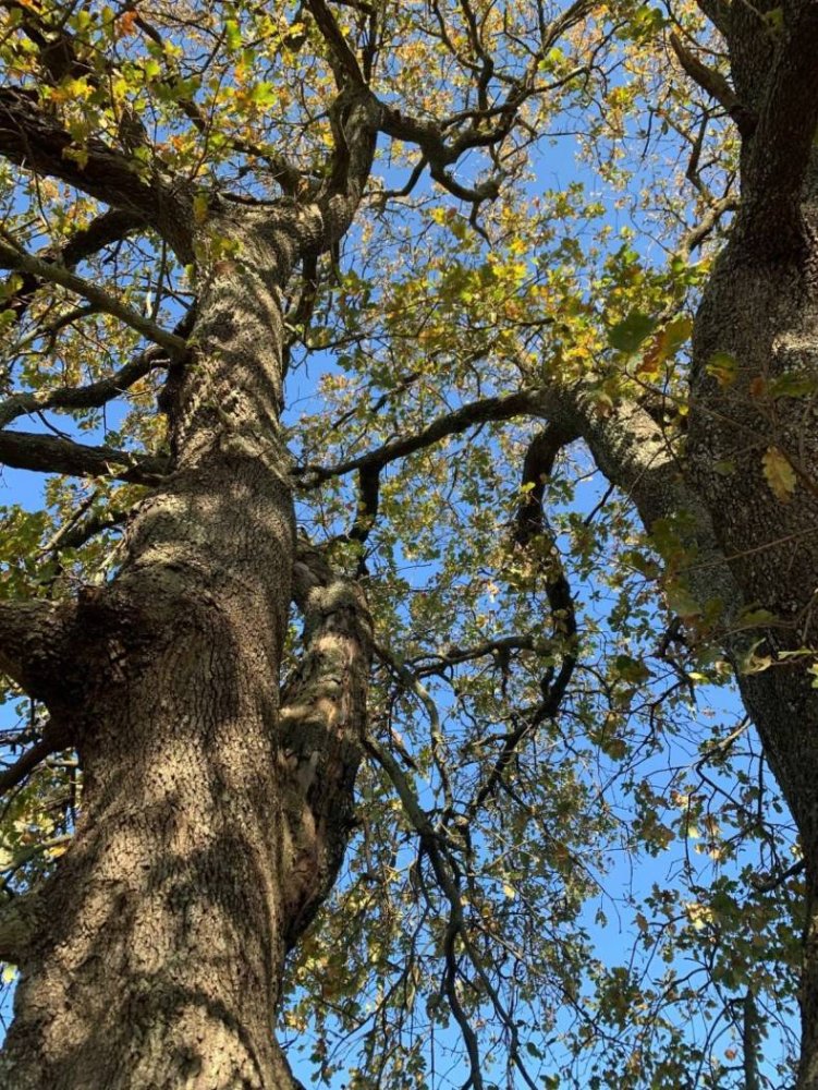 6 bedrooms Villa in Rome, Italy No. 99455