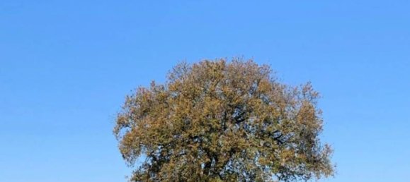 6 bedrooms Villa in Rome, Italy No. 99455 3