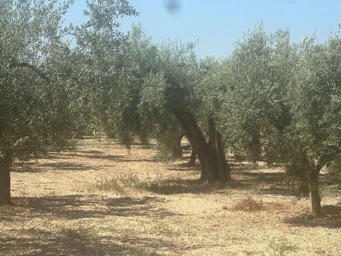  قطعة أرض في Alicante, Spain 4508متر مربع رقم 140619