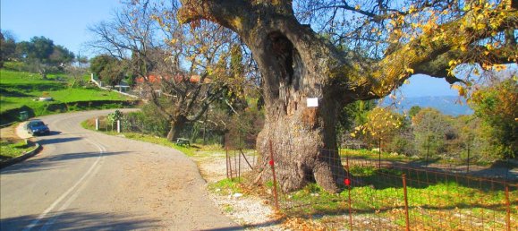 Hotel in Avlonas, Greece 2200m², Nr. 5853 13