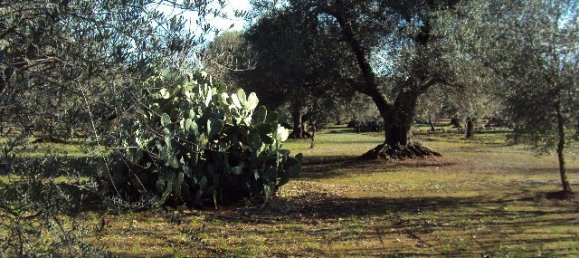 Studio à San Vito dei Normanni, Italy No. 165242 6