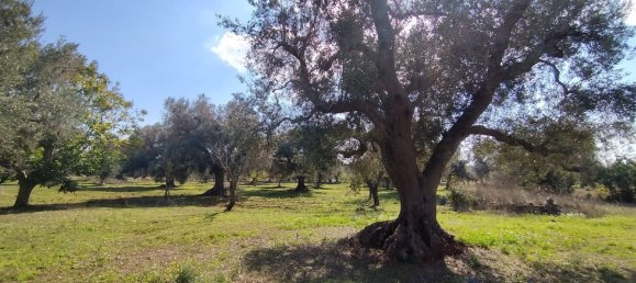 Studio à San Vito dei Normanni, Italy No. 165242 24