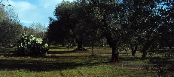 Studio à San Vito dei Normanni, Italy No. 165242 10