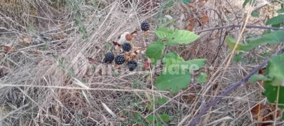 4000m² Land in Lastra a Signa, Italy No. 374537 10