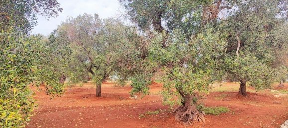 5000m² Land in Carovigno, Italy No. 169120 9