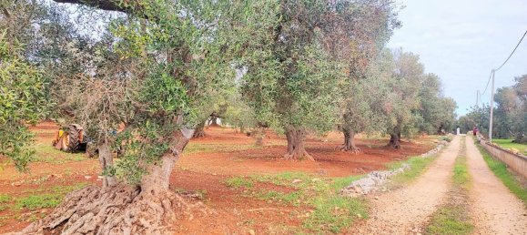 5000m² Land in Carovigno, Italy No. 169120 6