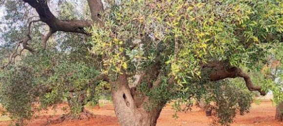 5000m² Land in Carovigno, Italy No. 169120 4