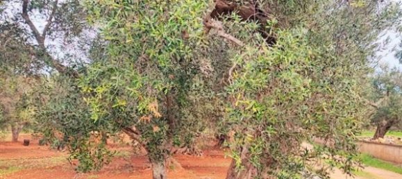 5000m² Land in Carovigno, Italy No. 169120 8