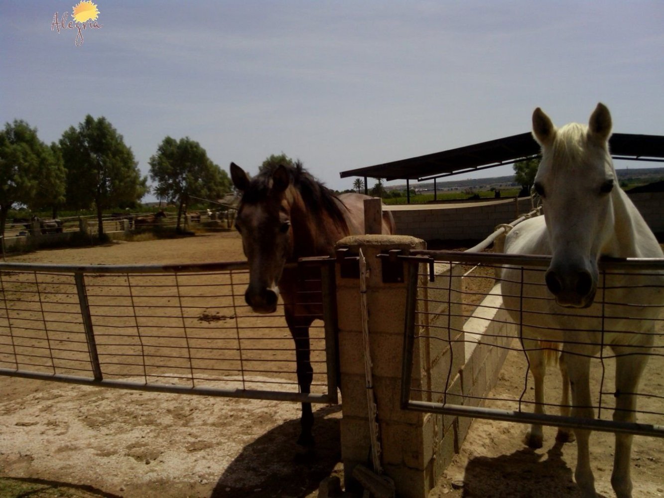 Дом с 3 спальнями в Эльче, Испания № 283607