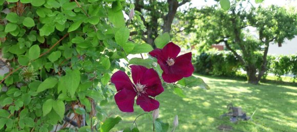 6غرفة منزل في Pinggau, Austria رقم 175704 29