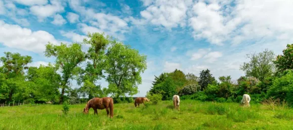 3-salle Bungalow à Markisch-Oderland, Germany No. 259882 5