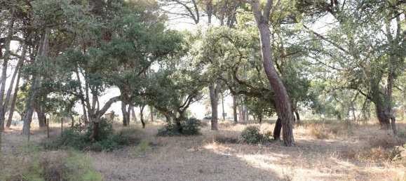 5000m² Land in Sesimbra, Portugal No. 139180 8