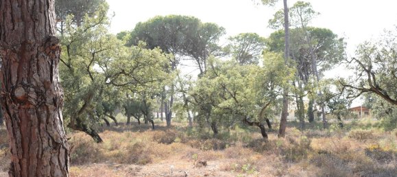 5000m² Land in Sesimbra, Portugal No. 139180 6