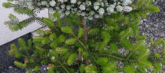 Дом с 1 спальней в Офтеринг, Австрия № 215225 8