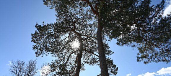 Villa de 5 dormitorios en Potsdam-Mittelmark, Germany No. 219249 10