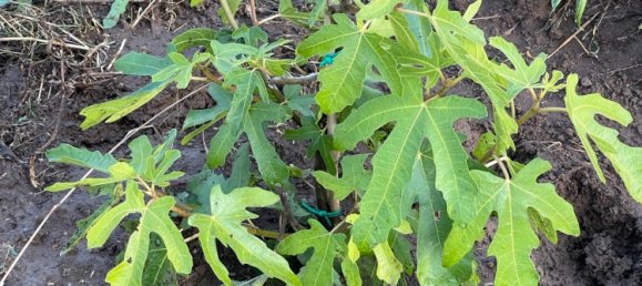 4 Schlafzimmer Stadthaus in Euskirchen, Germany, Nr. 239042 14