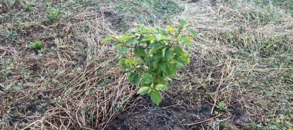 4 Schlafzimmer Stadthaus in Euskirchen, Germany, Nr. 239042 16