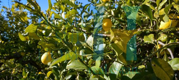 6000m² Land in Noto, Italy No. 174360 2