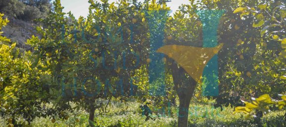 6000m² Land in Noto, Italy No. 174360 20