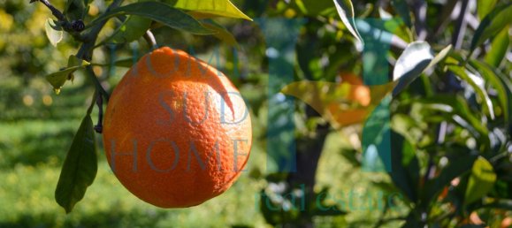 6000m² Land in Noto, Italy No. 174360 25