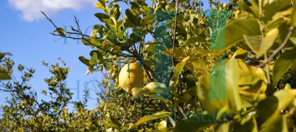 6000m² Land in Noto, Italy No. 174360 15