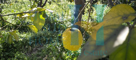 6000m² Land in Noto, Italy No. 174360 24