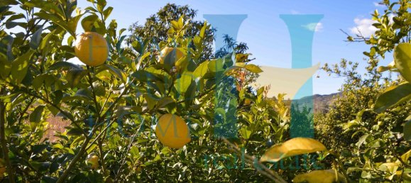 6000m² Land in Noto, Italy No. 174360 13