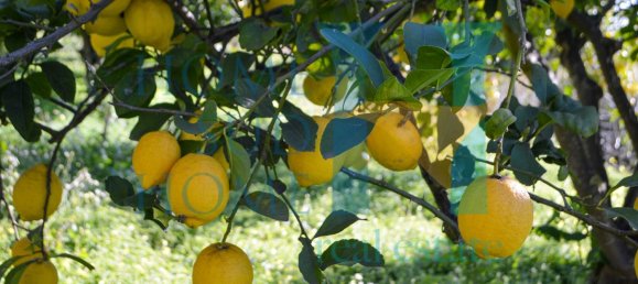 6000m² Land in Noto, Italy No. 174360 17