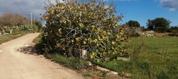  Land in Castrignano del Capo, Italy No. 148251 10