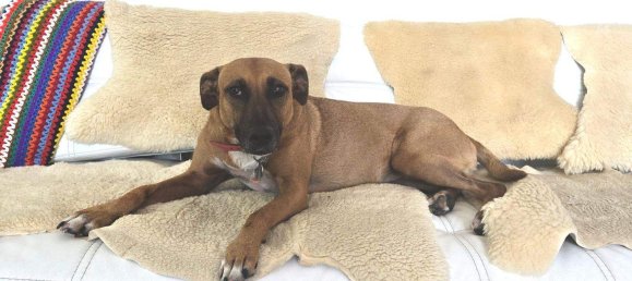 4 rooms Apartment in Meidling, Austria No. 236141 6