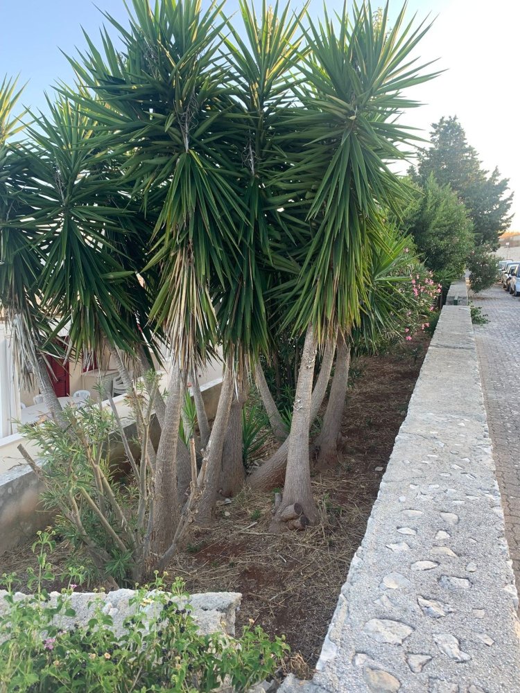 21غرفة فيلا في Carmiano, Italy رقم 256936