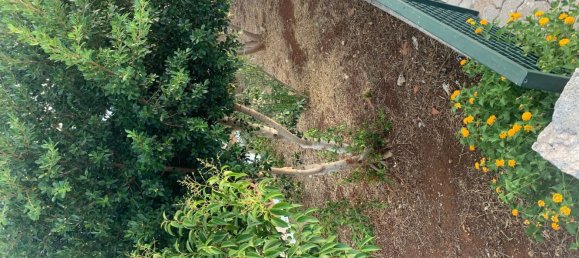 21غرفة فيلا في Carmiano, Italy رقم 256936 4