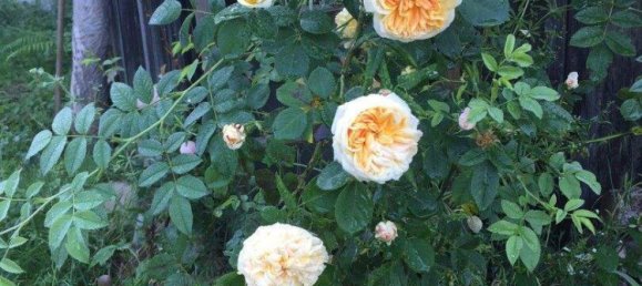 6-salle Maison à Mariatrost, Austria No. 237702 29