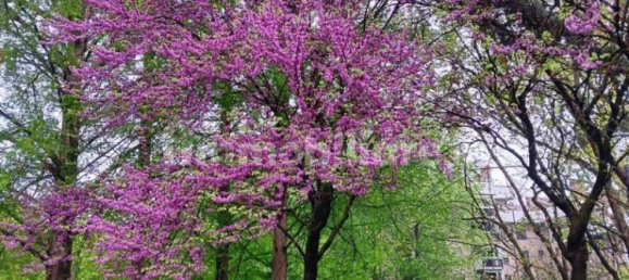 4 bedrooms Penthouse in Buccinasco, Italy No. 312992 5