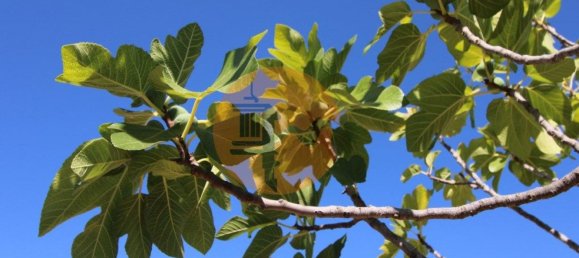 Grundstück in Sao Bras de Alportel, Portugal 6946m², Nr. 49495 27