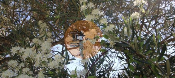 Grundstück in Sao Bras de Alportel, Portugal 6946m², Nr. 49495 28