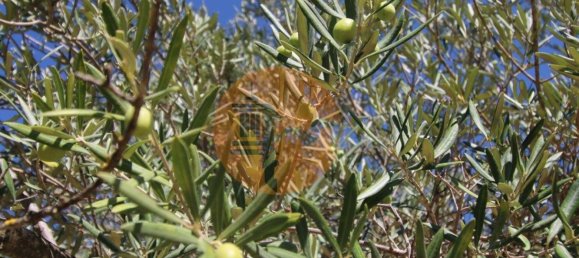 Grundstück in Sao Bras de Alportel, Portugal 6946m², Nr. 49495 26