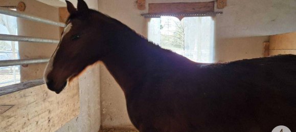  Commercial property in Mank, Austria No. 39382 9